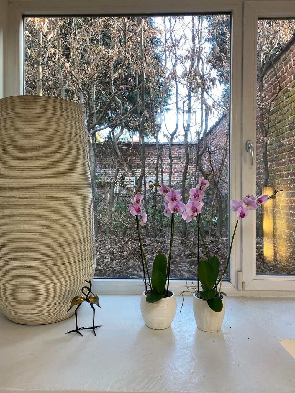 Pink orchids on the windowsill